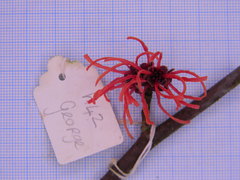 Hamamelis × intermedia