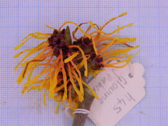 Hamamelis × intermedia