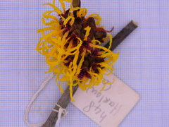 Hamamelis × intermedia