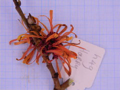 Hamamelis × intermedia