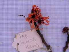 Hamamelis × intermedia