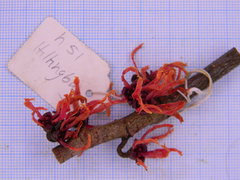 Hamamelis × intermedia