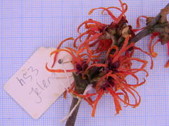 Hamamelis × intermedia