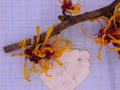 Hamamelis × intermedia