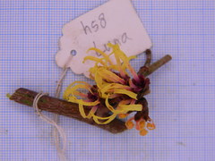 Hamamelis × intermedia