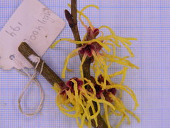 Hamamelis × intermedia