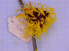 Hamamelis × intermedia