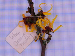 Hamamelis × intermedia