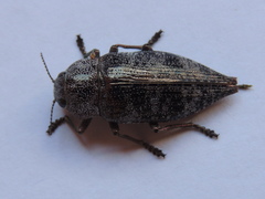 Dicerca aenea
