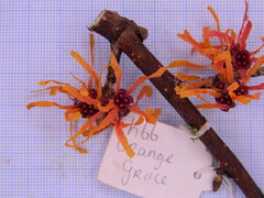 Hamamelis × intermedia