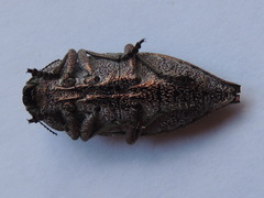 Dicerca aenea
