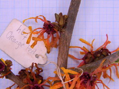 Hamamelis × intermedia