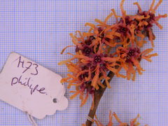 Hamamelis × intermedia