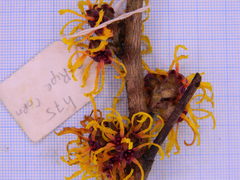 Hamamelis × intermedia