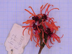 Hamamelis × intermedia