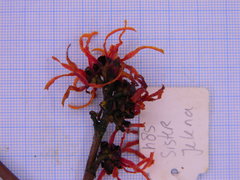 Hamamelis × intermedia