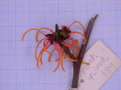 Hamamelis × intermedia