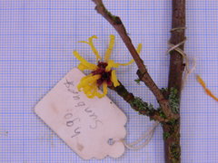 Hamamelis × intermedia