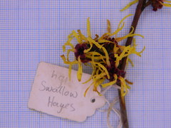 Hamamelis × intermedia