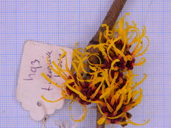 Hamamelis × intermedia