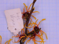 Hamamelis × intermedia