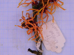 Hamamelis × intermedia