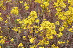 Senecio rudbeckiifolius