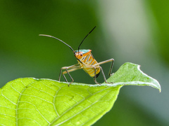 Sphictyrtus munificus