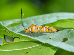 Sphictyrtus munificus