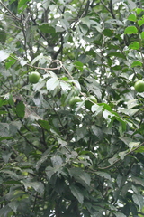 Diospyros riojae