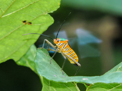 Sphictyrtus munificus