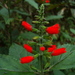 Salvia melissiflora - Photo (c) Flora de Santa Catarina, some rights reserved (CC BY-NC), uploaded by Flora de Santa Catarina