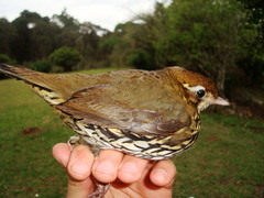 Chamaeza campanisona