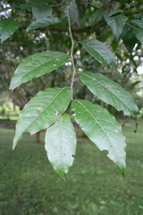 Diospyros riojae