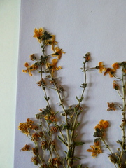 Chaenostoma caeruleum