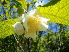 Campomanesia guazumifolia