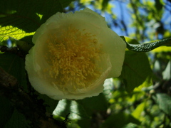 Campomanesia guazumifolia
