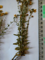 Chaenostoma caeruleum