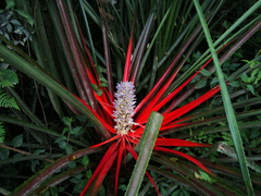 Bromelia antiacantha