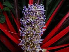 Bromelia antiacantha