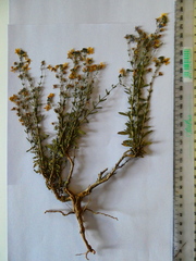 Chaenostoma caeruleum