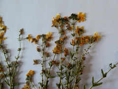 Chaenostoma caeruleum