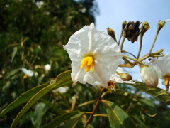 Solanum variabile