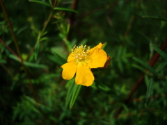 Hypericum brasiliense