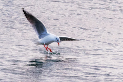 Chroicocephalus ridibundus