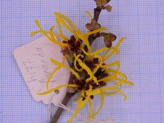 Hamamelis × intermedia