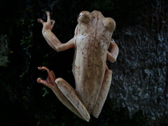 Boana bischoffi