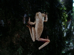 Boana bischoffi