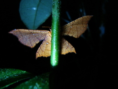 Belonoptera phyllula