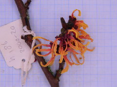 Hamamelis × intermedia